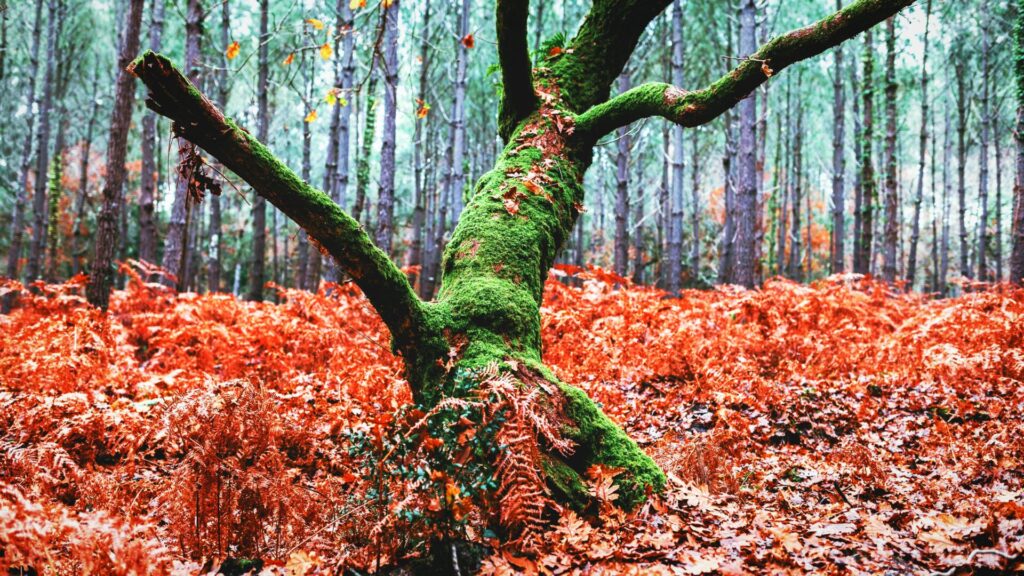 苔むした大木と紅葉に染まる森の風景｜キタニタツヤ解説記事のイメージ画像