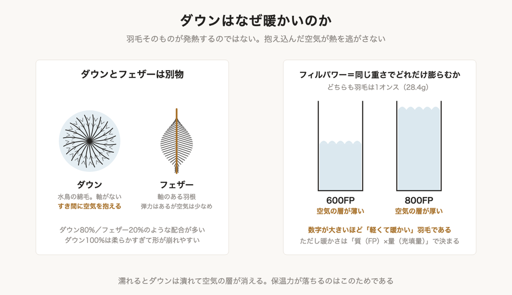 ダウンボールとフェザーの構造の違いと、フィルパワーによる膨らみの差を示した図解
